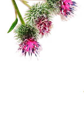 Fleurs de bardane
